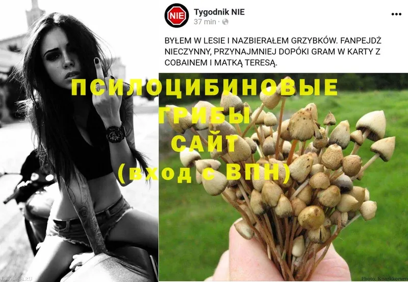 дарнет шоп  Володарск  Псилоцибиновые грибы Magic Shrooms 